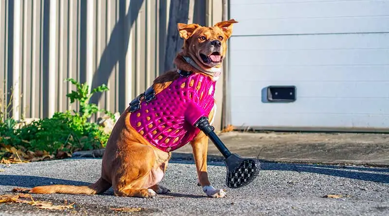 dentures for pets