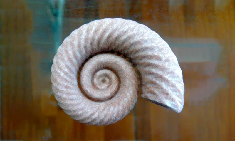 3D printed ammonite fossil