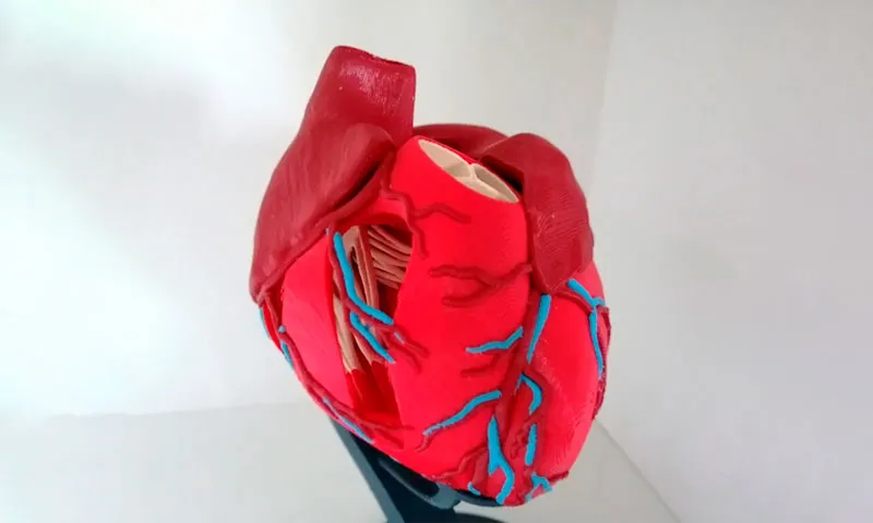 3D Printing in Schools - Anatomical Heart