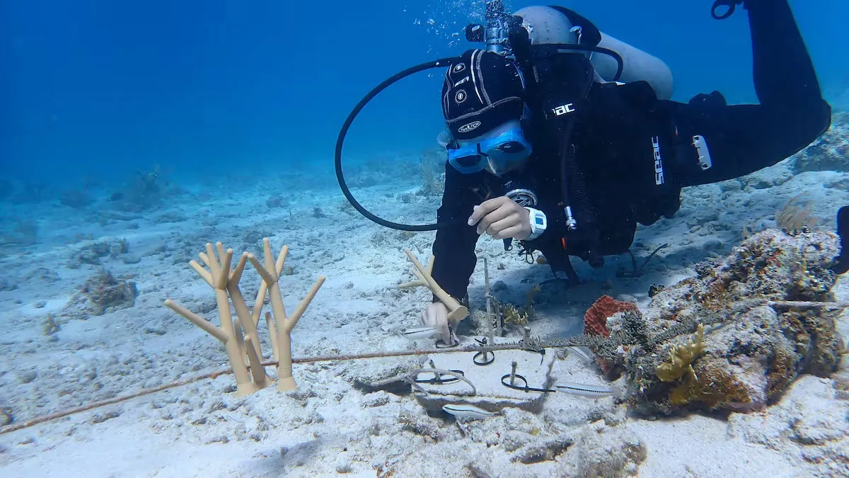 sustainable 3D printing, 3d corals